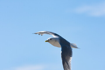 Sticker - Kittiwake bird flying against a blue sky in Ekkeroy, Varanger, Norway