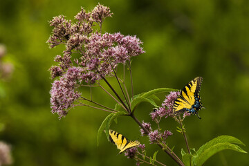 Poster - Closeup shot of the beautiful butterflies on the flower in the garden