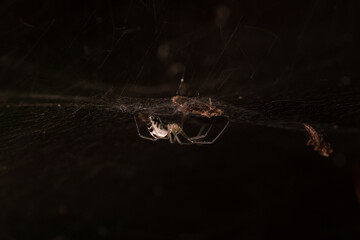Close-up macro shot of the spider