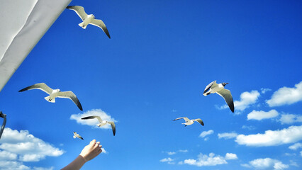 Wall Mural - photo of seagulls soaring under a blue sky with few clouds on a sunny day, freedom concept