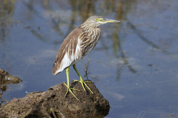 Wall Mural - Small brown and white Pond heron perched on a rock on a blurred background in summer