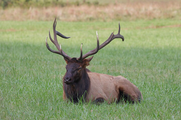 Poster - Beautiful view of a male deer in a field on a sunny day