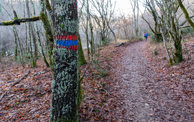 Sticker - Hiking markings on a tree