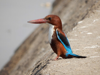 Wall Mural - Small beautiful common kingfisher on a the coast on a sunny day in summer