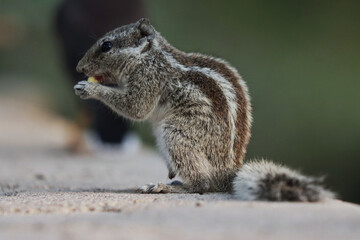 Canvas Print - Close-up shot of a small cute Tamia gnawing food on a blurred background