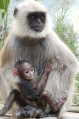 Wall Mural - Vertical shot of a Surilis with its baby in their natural habitat