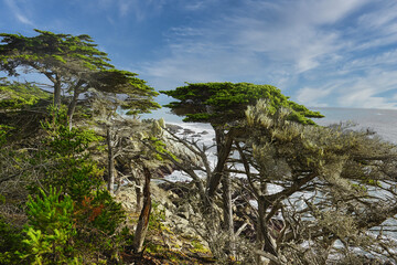 Wall Mural - Breathtaking view of Cypress tree at the Pebble Beach, 17 Mile Drive, Monterey.