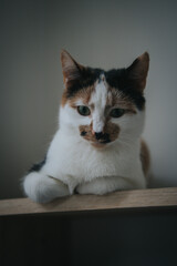 Poster - Vertical shot of a cute cat indoor