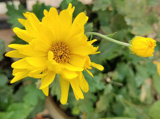 Sticker - Closeup shot of blooming coreopsis grandiflorum in the garden