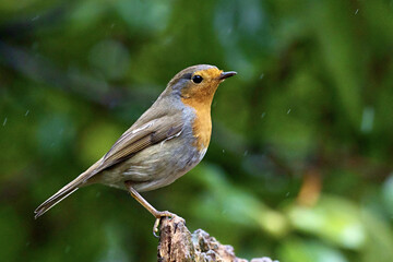 Canvas Print - Selective focus of a robin bird perching on an old tree trunk against a blurred background