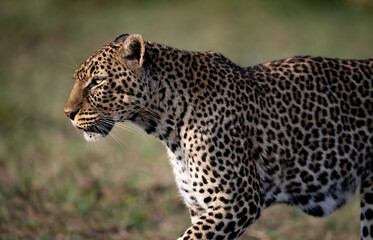 Poster - A leopard in the Maasai Mara, Africa 