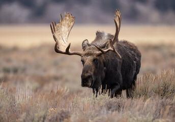 Wall Mural - A moose in Grand Teton National Park