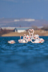 Wall Mural - Selective of flamingos in the water on a sunny day