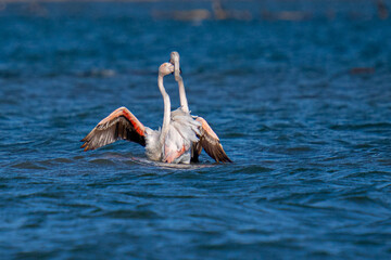 Wall Mural - Selective of flamingos in the water on a sunny day