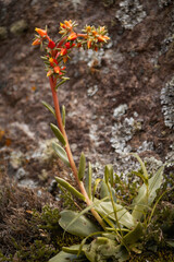 Poster - Selective of Painted Echeveria succulent in the mountains of Chihuahua