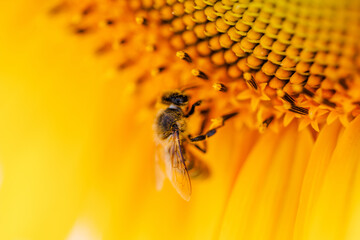 Sticker - Macro detail shot of a Bee collecting pollen from a sunflower