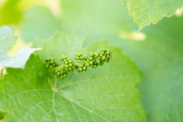 Canvas Print - Closeup of a bunch of unripe grapes and leaves growing in a vineyard