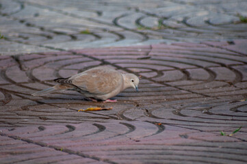 Sticker - Shallow focus shot of an Eurasian collared dove searching for food on the ground