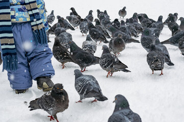 Sticker - Small child passes next to flock of wild pigeons walking on white snow. Winter.