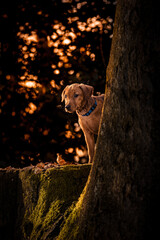 Poster - Shallow focus shot of a Rhodesian Ridgeback dog standing behind a big tree in the park at sunset