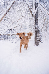 Wall Mural - Vertical shot of a cute dog playing in the snow in a park