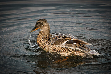 Poster - Closeup shot of female mallard duck diving in the lake