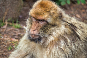 Sticker - Closeup shot of monkey in the animals park