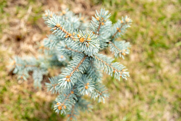 Canvas Print - Top view of young Colorado spruce growing in woods on green meadow