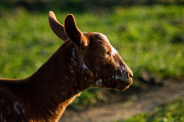 Poster - Side view of a cute young brown goat on a pasture