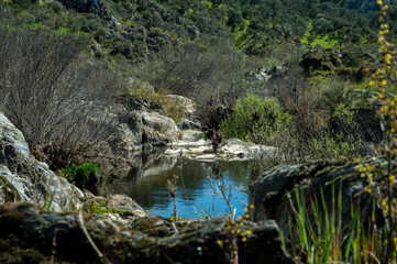 Wall Mural - View of a small lake in a forest