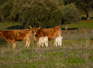 Canvas Print - Cows and calves grazing on a pasture on a sunny day