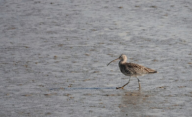 Sticker - Curlew walking on a riverbed at low tide.