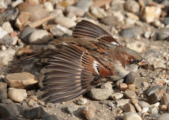 Sticker - A male house sparrow with wings spread taking a dust bath on the ground to clean his plumage.