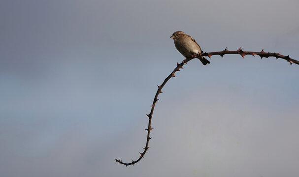 female house sparrow perched on a bramble