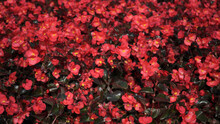 Beautiful View Of Red Begonia Flowers In A Garden