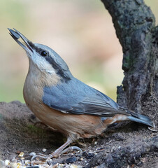 Poster - Vertical shot of a Nuthatch in a forest