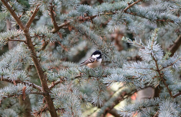 Poster - Closeup shot of a Coal tit on the fir tree