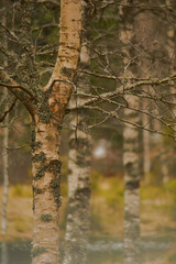 Canvas Print - Vertical shot of old trees with no leaves