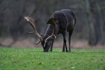 Sticker - Closeup of a deer in a field in Hannover, Lower Saxony, Germany