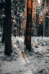 Sticker - Beautiful forest in Bavaria with trees covered in the snow on a sunny winter day