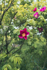 Poster - With pink flowers in the garden