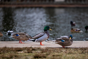 Poster - Closeup shot of beautiful glossy mallard ducks