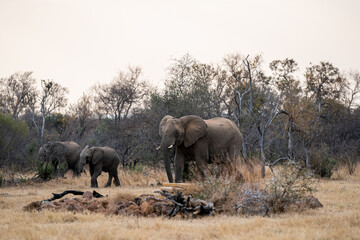 Wall Mural - Scenic view of elephants walking in a forest