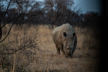 Poster - Closeup shot of a rhinoceros in a zoo park