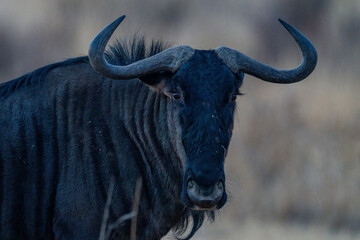 Poster - Closeup shot of a black gnu in a zoo park