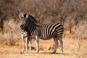 Canvas Print - Closeup shot of zebras in a zoo park