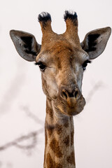 Wall Mural - Vertical shot of a giraffe in a zoo park