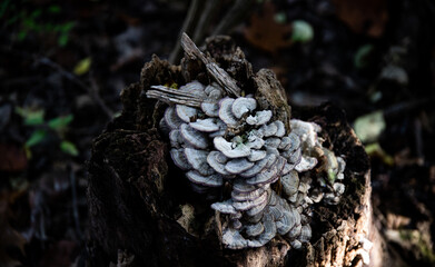 Sticker - Closeup shot of wood-destroying Fungi on wood