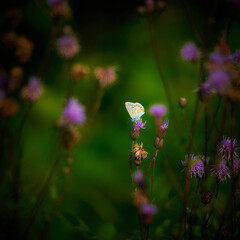 Sticker - Selective focus shot of an orange butterfly on a wildflower