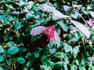 Sticker - Flower in the eautiful garden.